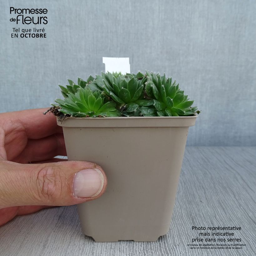 Exemplar von Hauswurz Silberkarneol - Sempervivum Kleine Töpfe von 8/9 cm wie im Herbst geliefert