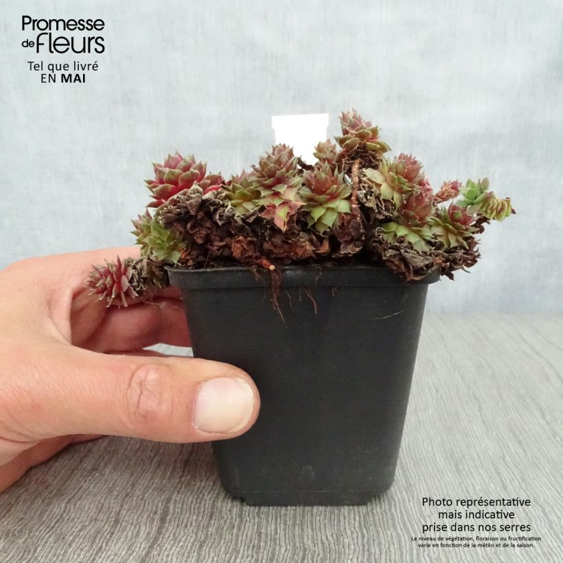 Exemplar von Hauswurz Red Velvet - Sempervivum erythraeum Kleine Töpfe von 8/9 cm wie im Frühjahr geliefert