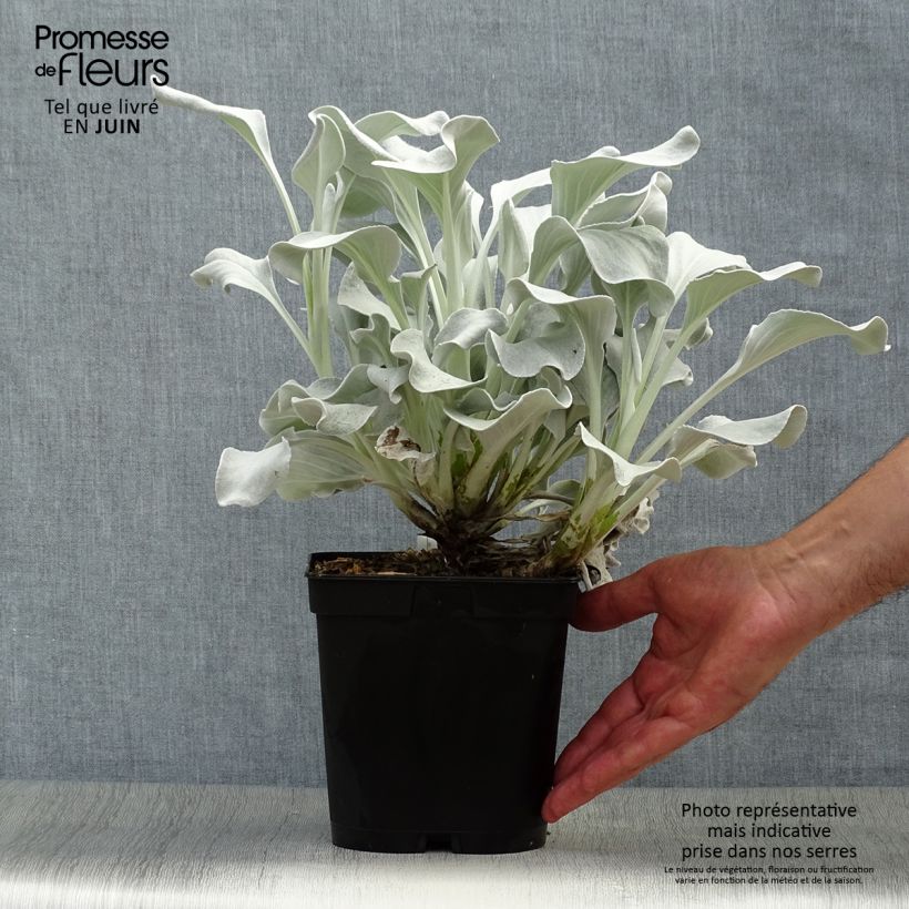 Exemplar von Senecio cineraria var. candicans Angel Wings - Kreuzkraut Topf mit 2L/3L wie im Sommer geliefert
