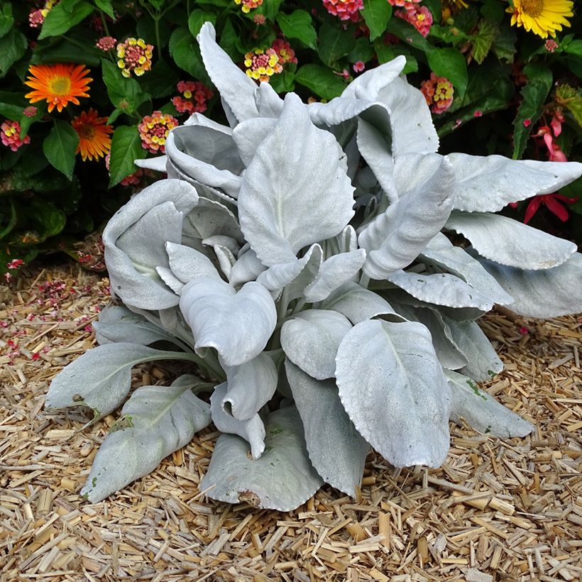 Senecio cineraria var. candicans Angel Wings - Kreuzkraut (Hafen)