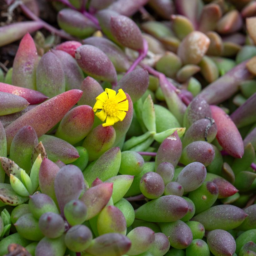 Erbsenpflanze - Senecio herreianus Purple Flush (Blüte)