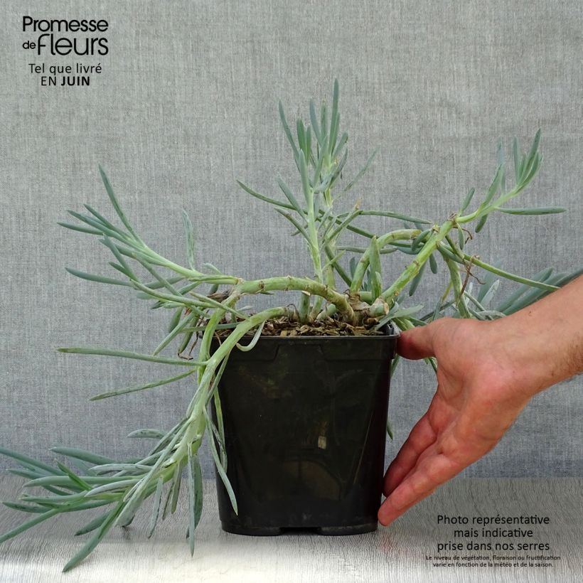 Exemplar von Senecio talinoides subsp. mandraliscae - Kreuzkraut Topf mit 2L/3L wie im Sommer geliefert