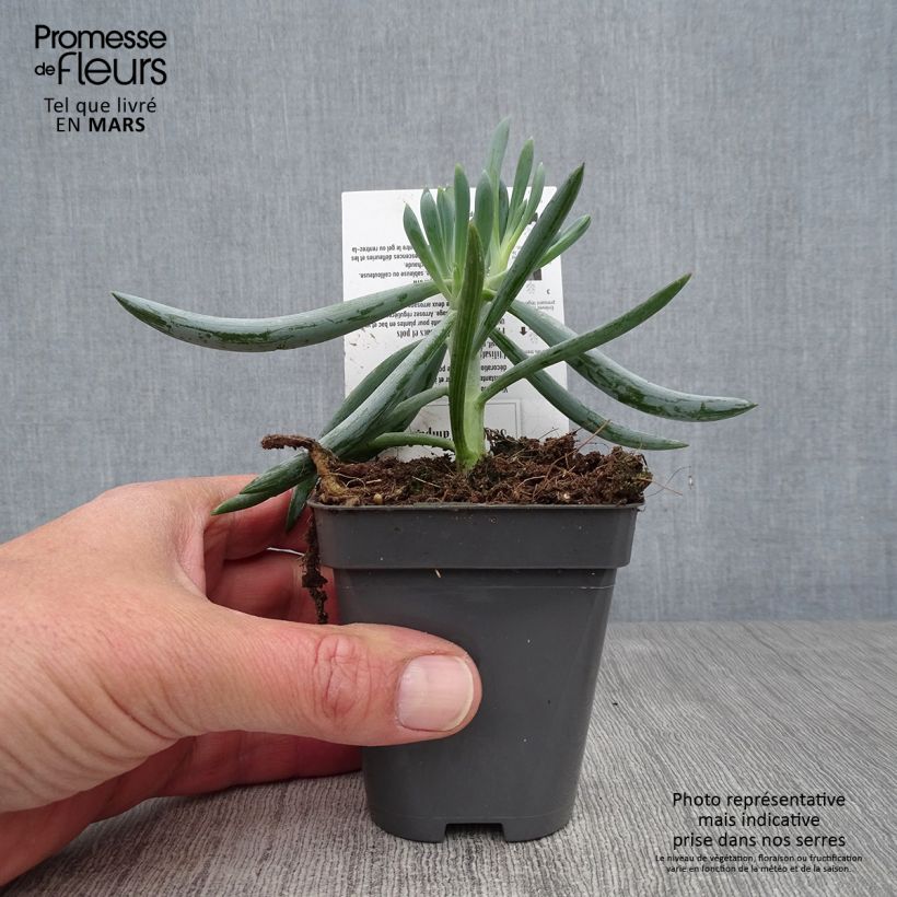 Exemplar von Senecio talinoides subsp. mandraliscae - Kreuzkraut Kleine Töpfe von 8/9 cm wie im Frühjahr geliefert