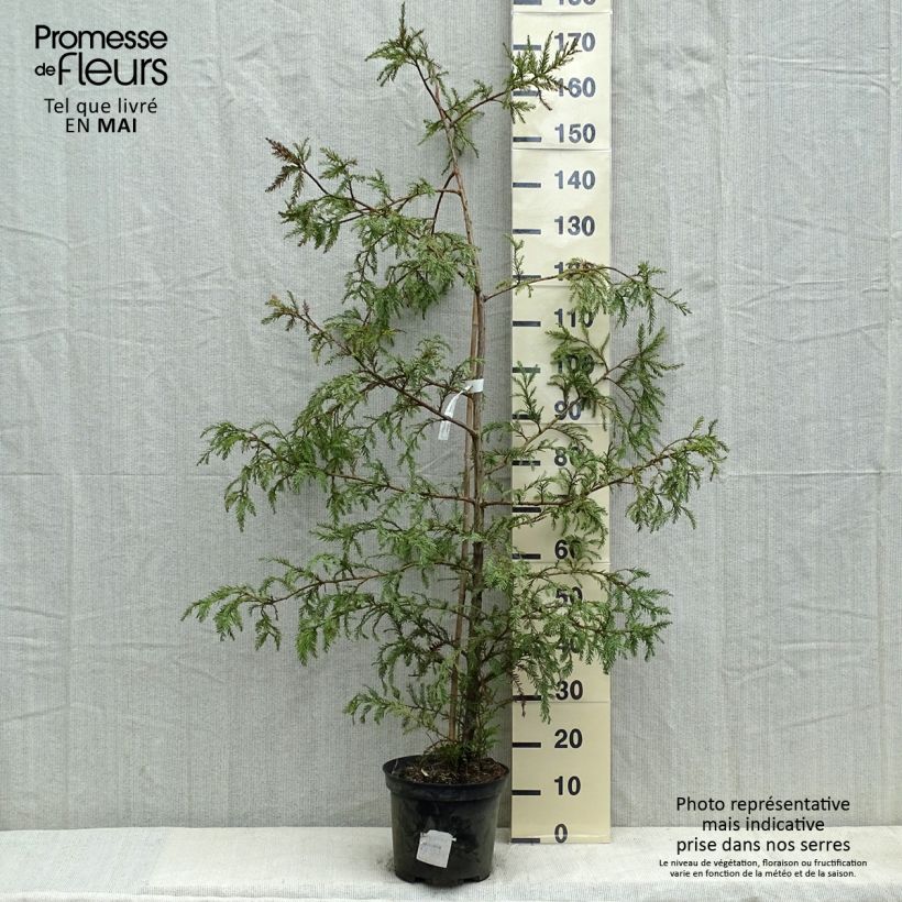 Exemplar von Sequoia sempervirens - Küstenmammutbaum Topf mit 7,5L/10L wie im Frühjahr geliefert