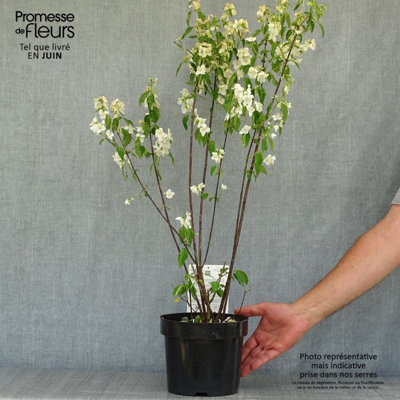 Exemplar von Lemoines Pfeifenstrauch Innocence - Philadelphus lemoinei Topf mit 3L/4L wie im Sommer geliefert