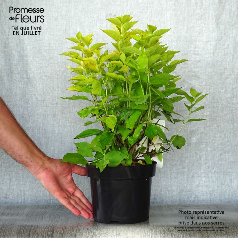 Exemplar von Europäischer Pfeifenstrauch Aureus - Philadelphus coronarius Topf mit 2L/3L wie im Sommer geliefert