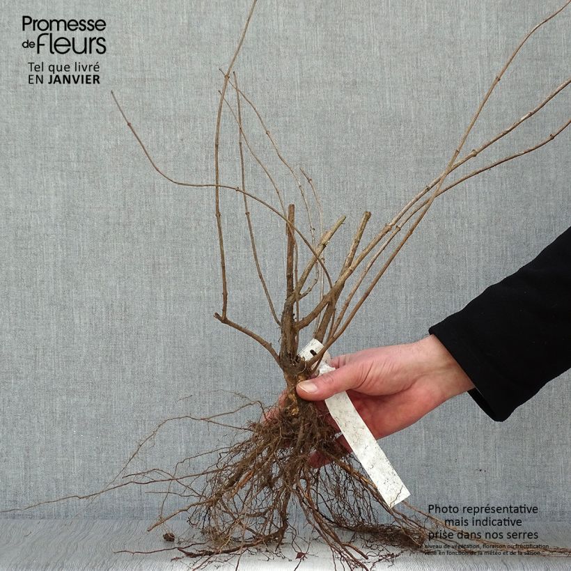 Exemplar von Europäischer Pfeifenstrauch - Philadelphus coronarius Wurzelnackt wie im Winter geliefert