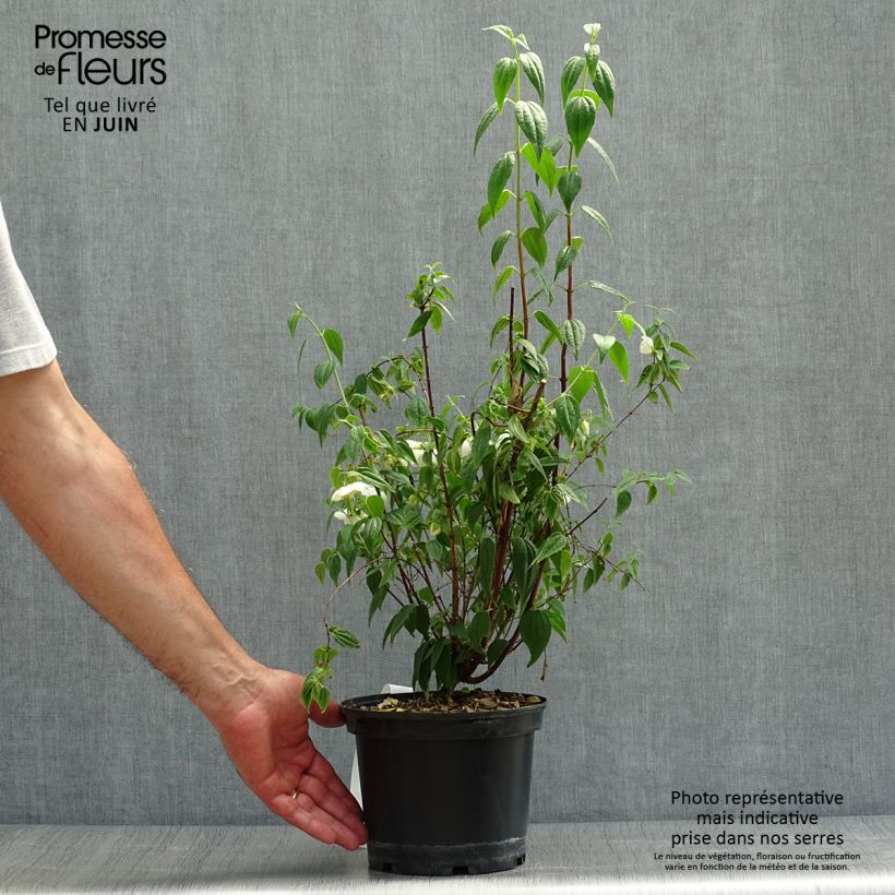 Exemplar von Mexikanischer Pfeifenstrauch - Philadelphus mexicanus Topf mit 3L/4L wie im Sommer geliefert