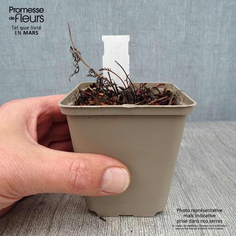 Exemplar von Serratula tinctoria ssp seoanei - Färber-Scharte Kleine Töpfe von 8/9 cm wie im Winter geliefert