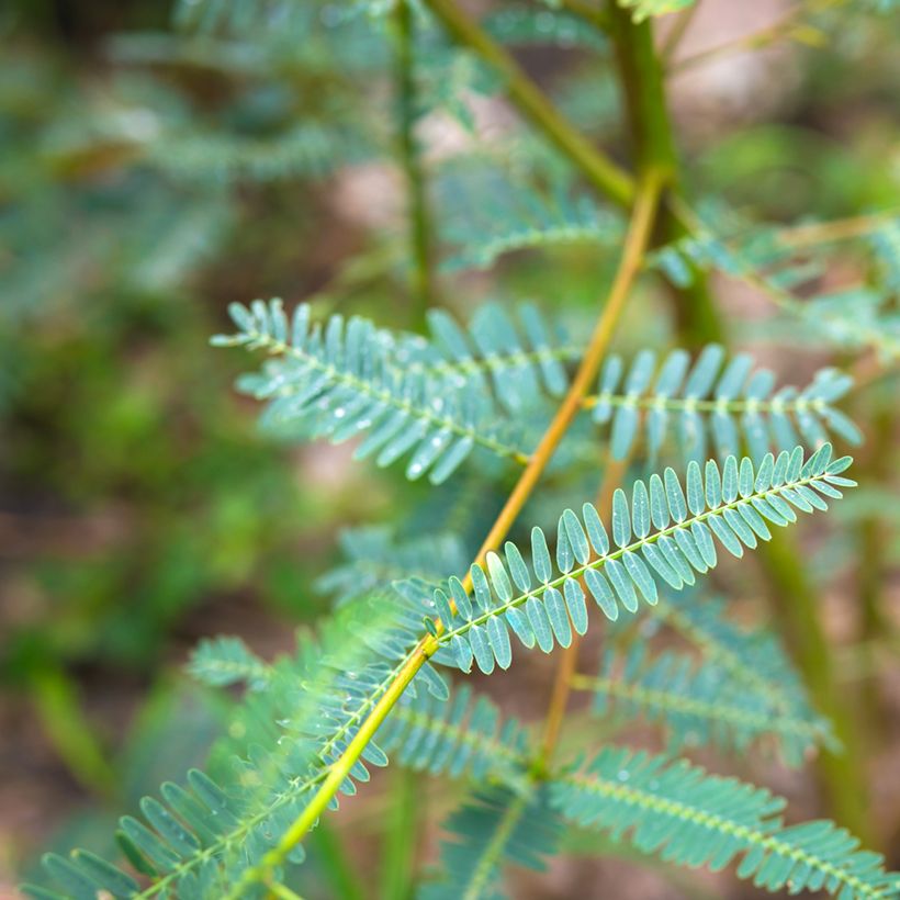 Sesbania javanica (Laub)