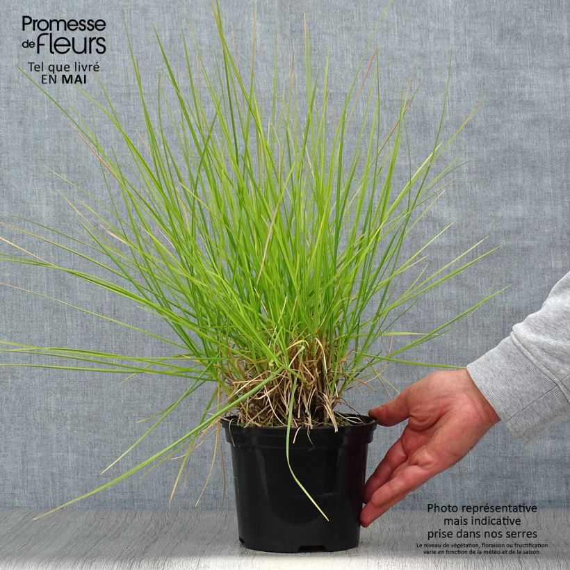 Exemplar von Sesleria autumnalis - Herbst-Kopfgras Topf mit 2L/3L wie im Frühjahr geliefert