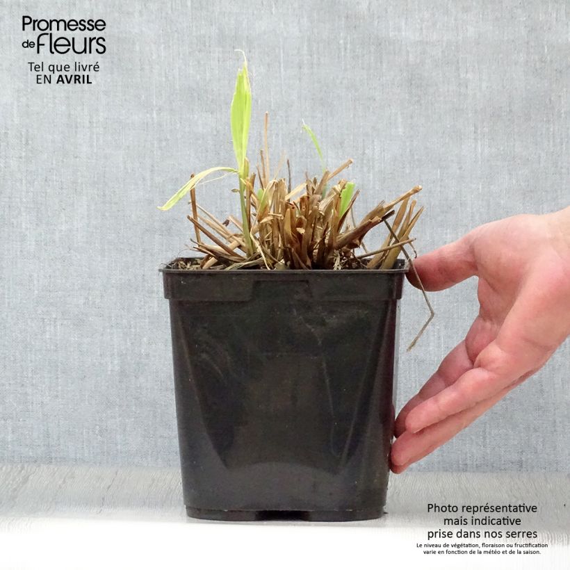 Exemplar von Setaria palmifolia - Palmen-Gras Topf mit 2L/3L wie im Frühjahr geliefert