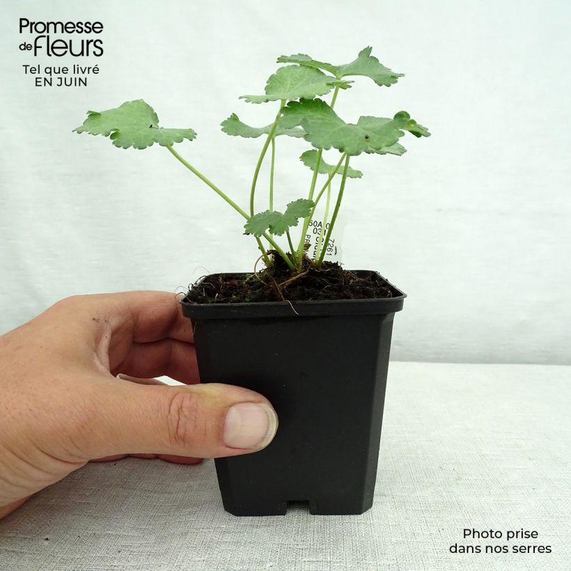 Exemplar von Sidalcea malviflora Elsie Heugh - Präriemalve Kleine Töpfe von 8/9 cm wie im Sommer geliefert