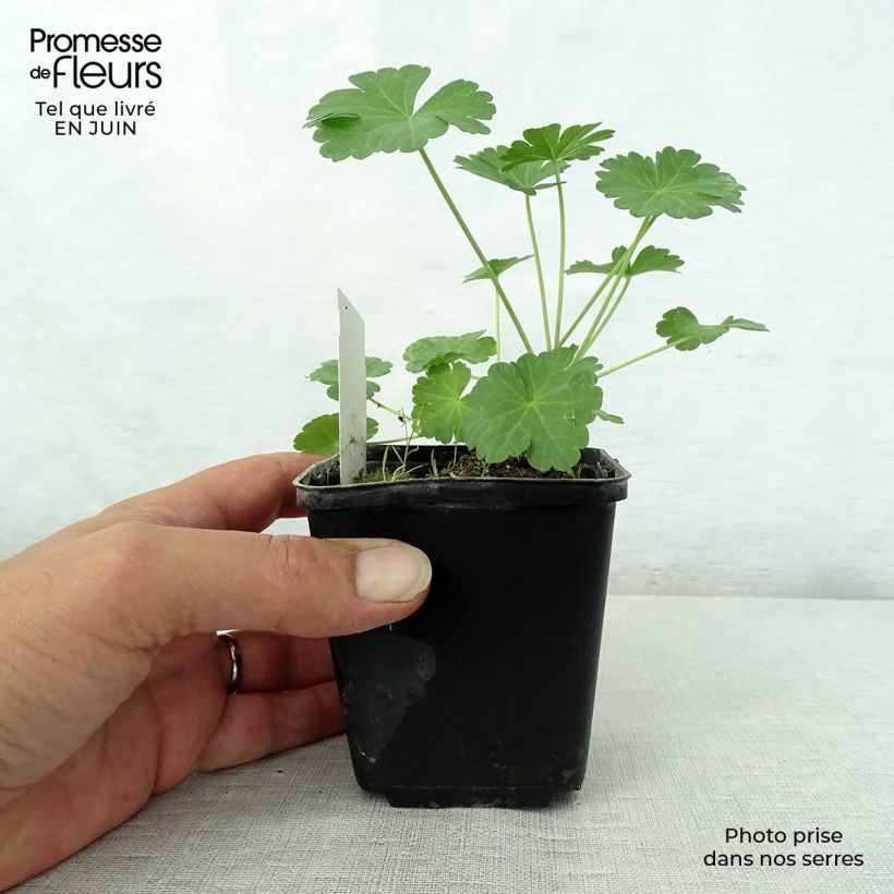 Exemplar von Sidalcea candida - Präriemalve Kleine Töpfe von 8/9 cm wie im Sommer geliefert