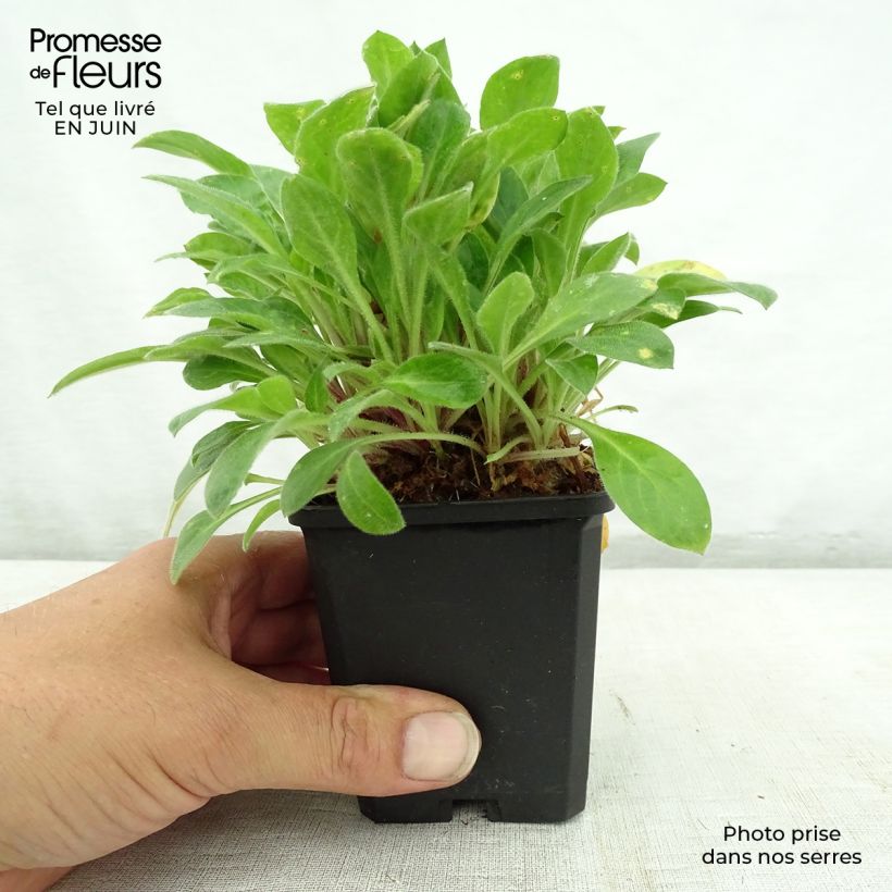 Exemplar von Lichtnelke Rollies Favorite - Silene robotii Kleine Töpfe von 7/8 cm wie im Sommer geliefert