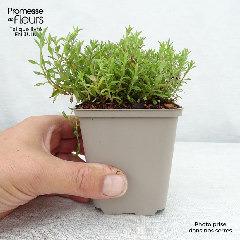 Exemplar von Herbst-Leimkraut - Silene schafta Kleine Töpfe von 8/9 cm wie im Sommer geliefert