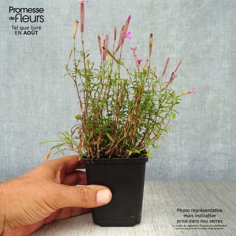 Exemplar von Herbst-Leimkraut Splendens - Silene schafta Kleine Töpfe von 8/9 cm wie im Sommer geliefert