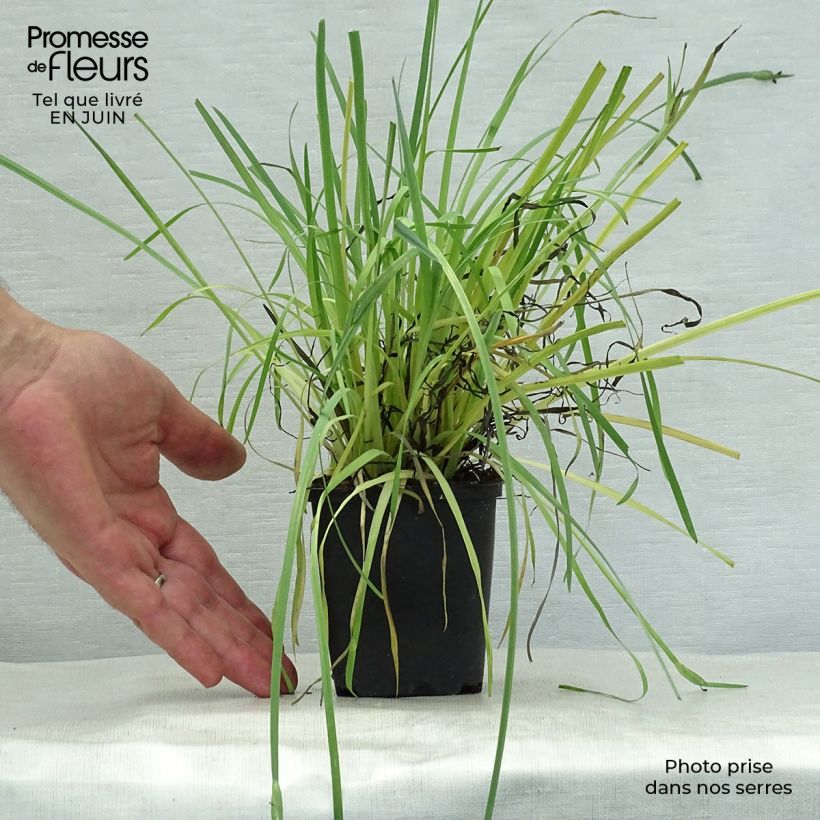 Exemplar von Sisyrinchium californicus - Binsenlilie Kleine Töpfe von 8/9 cm wie im Sommer geliefert