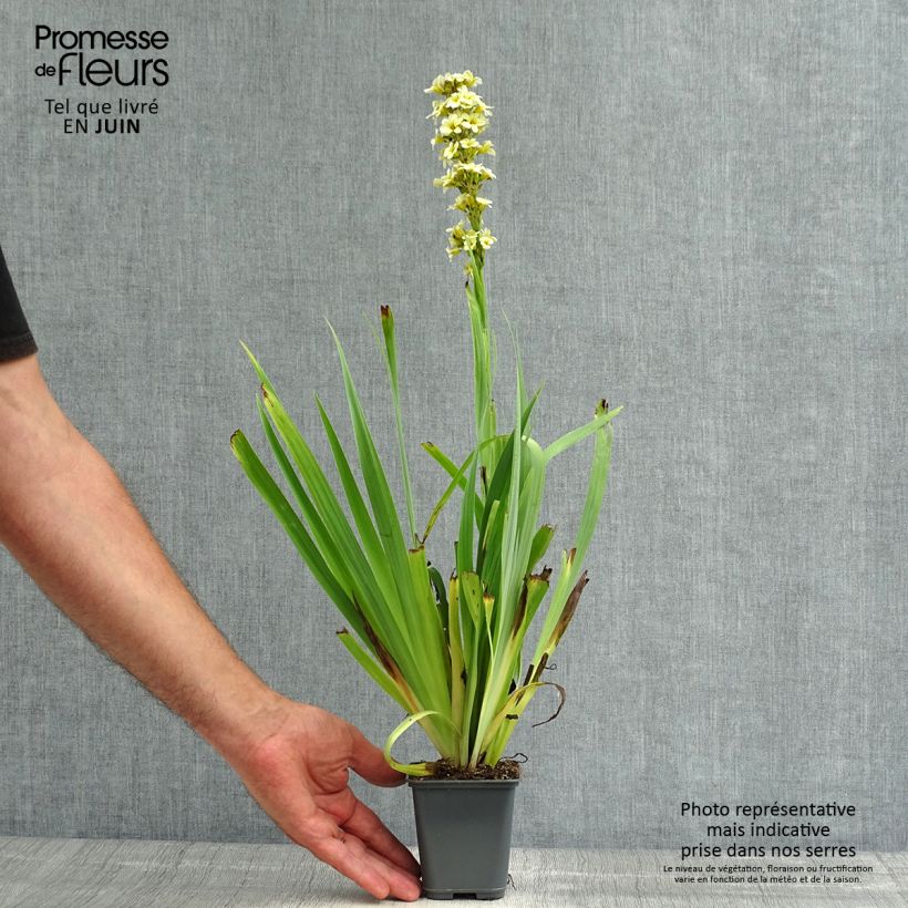 Exemplar von Sisyrinchium striatum Aunt May - Binsenlilie Kleine Töpfe von 8/9 cm wie im Sommer geliefert