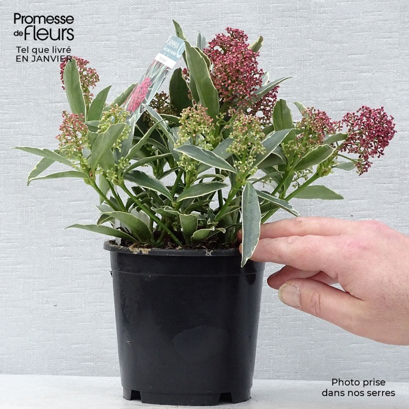 Exemplar von Skimmia japonica Magic Marlot Topf mit 1L/1,5L wie im Winter geliefert