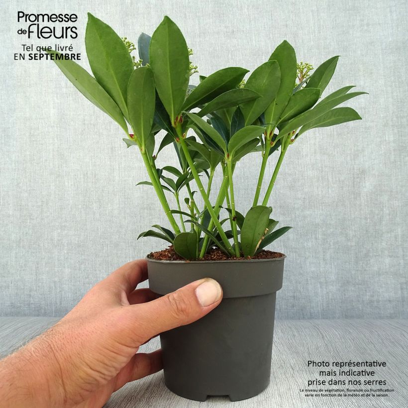 Exemplar von Skimmia japonica Pink Dwarf Topf mit 1L/1,5L wie im Herbst geliefert