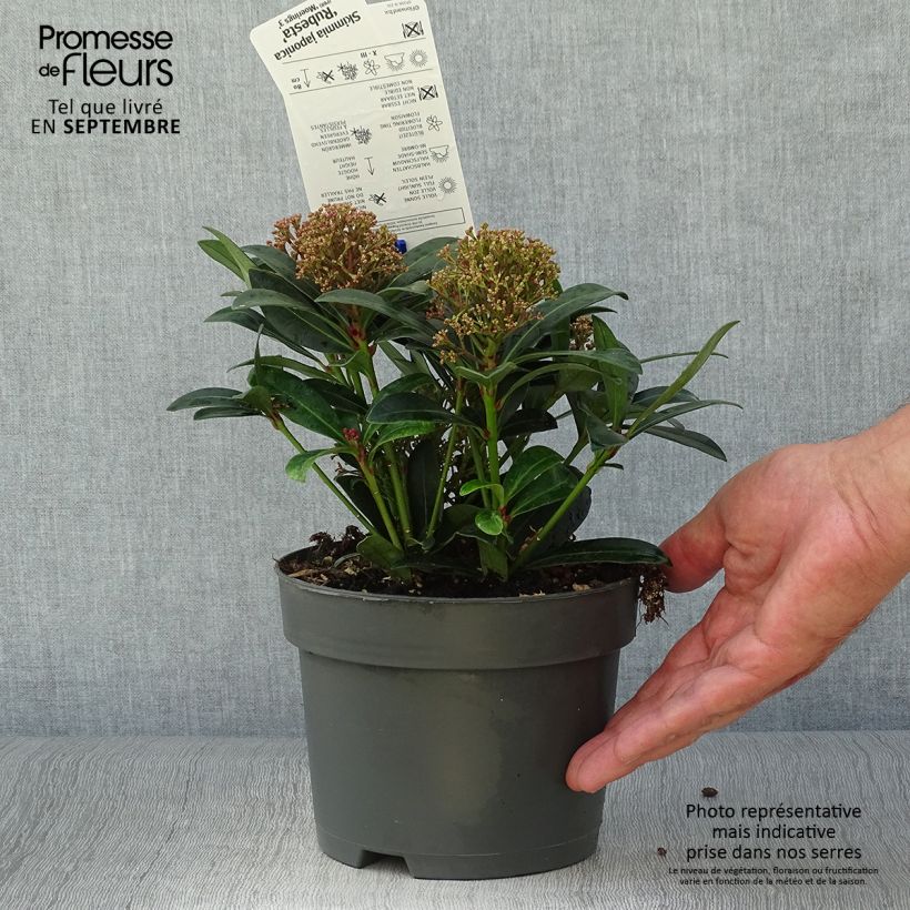 Exemplar von Skimmia japonica Rubesta Topf mit 2L/3L wie im Herbst geliefert