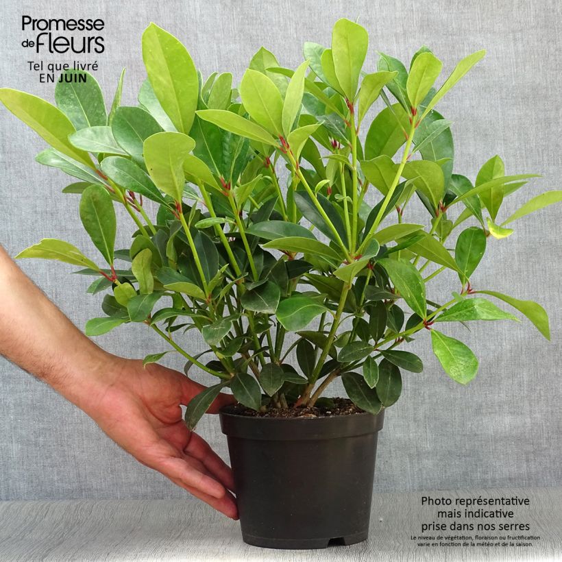 Exemplar von Skimmia japonica Veitchii Topf mit 2L/3L wie im Sommer geliefert