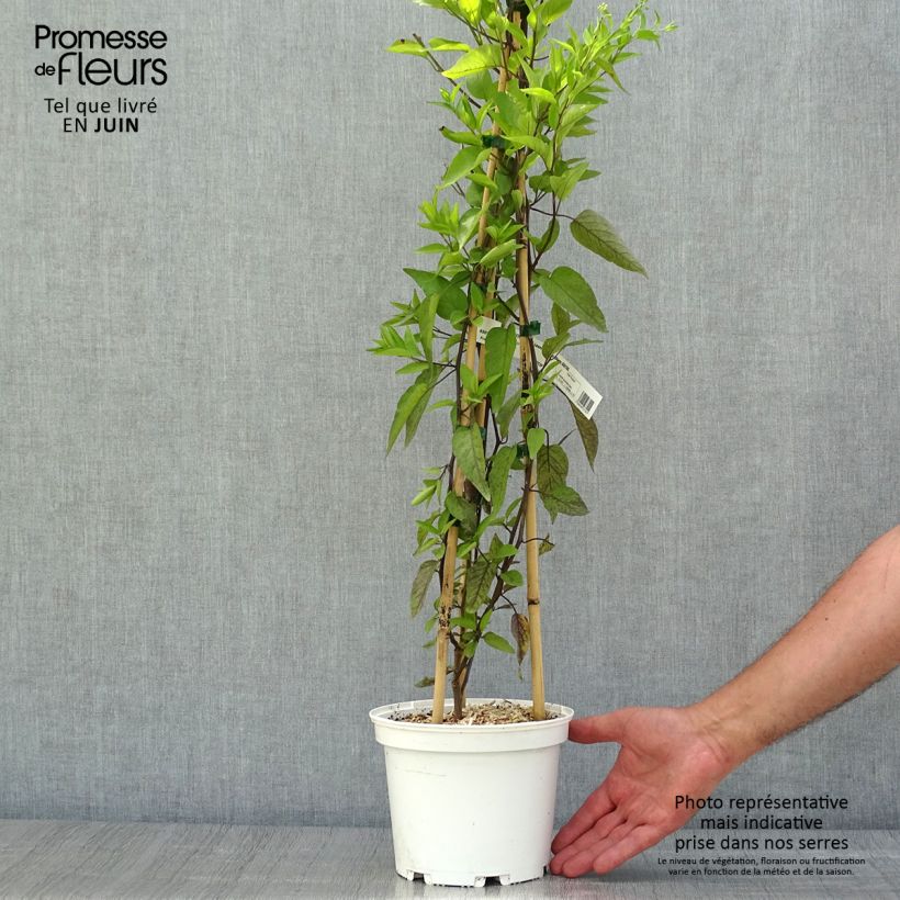 Exemplar von Solanum jasminoides Album - Jasminblütige Nachtschatten Topf mit 2L/3L wie im Sommer geliefert