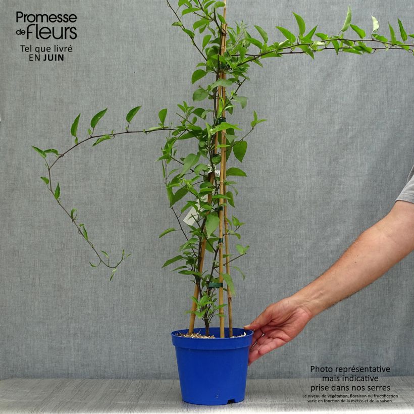 Exemplar von Solanum jasminoides Blue - Jasminblütige Nachtschatten Topf mit 2L/3L wie im Sommer geliefert