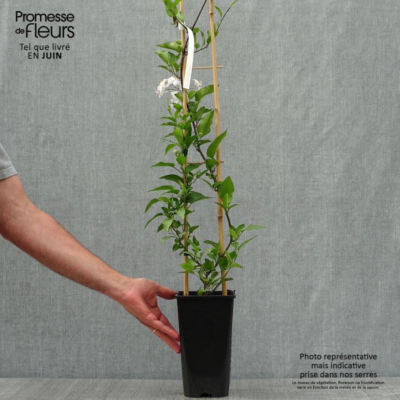 Exemplar von Solanum jasminoides - Jasminblütige Nachtschatten Topf mit 2L/3L wie im Sommer geliefert