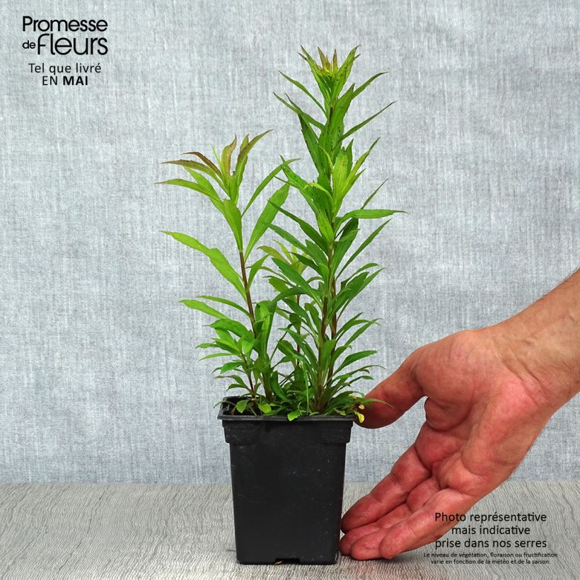 Exemplar von Kanadische Goldrute Gold King - Solidago canadensis Kleine Töpfe von 7/8 cm wie im Frühjahr geliefert