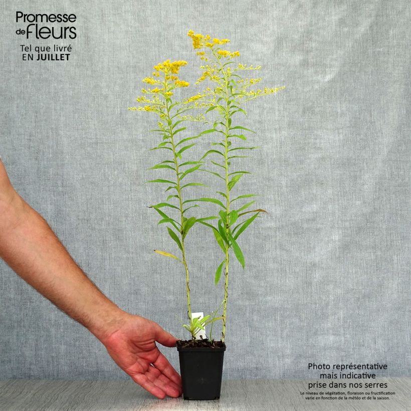 Exemplar von Goldrute Golden Mosa - Solidago Kleine Töpfe von 8/9 cm wie im Sommer geliefert
