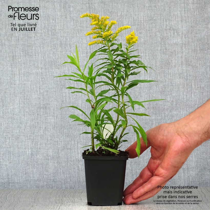Exemplar von Goldrute Strahlenkrone - Solidago Kleine Töpfe von 8/9 cm wie im Sommer geliefert
