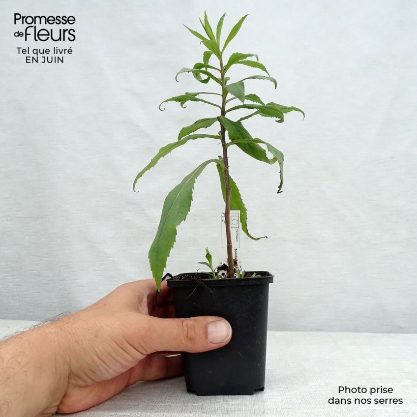 Exemplar von Goldrute Ducky - Solidago Kleine Töpfe von 8/9 cm wie im Sommer geliefert