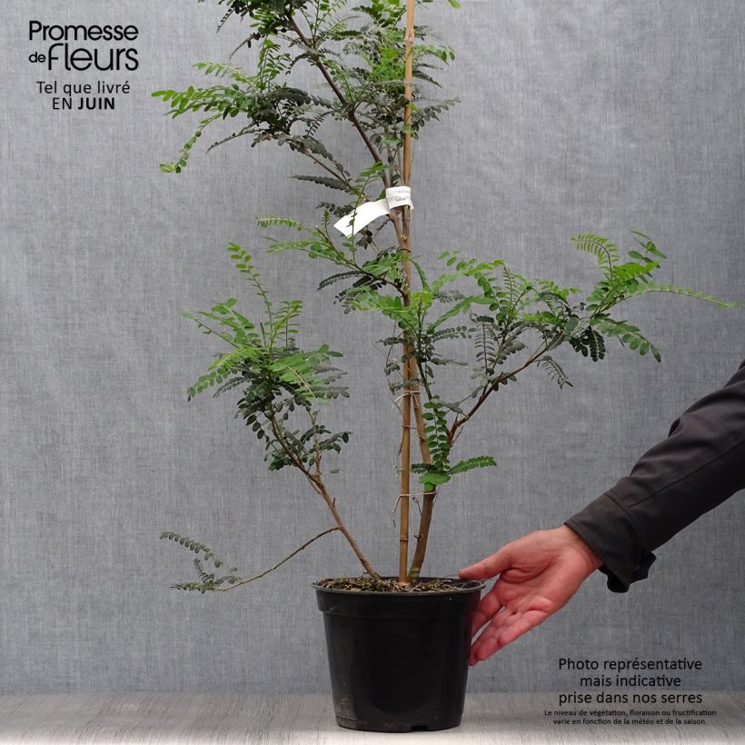 Exemplar von Sophora microphylla Sun King - Feinblättriger Schnurbaum Topf mit 2L/3L wie im Sommer geliefert
