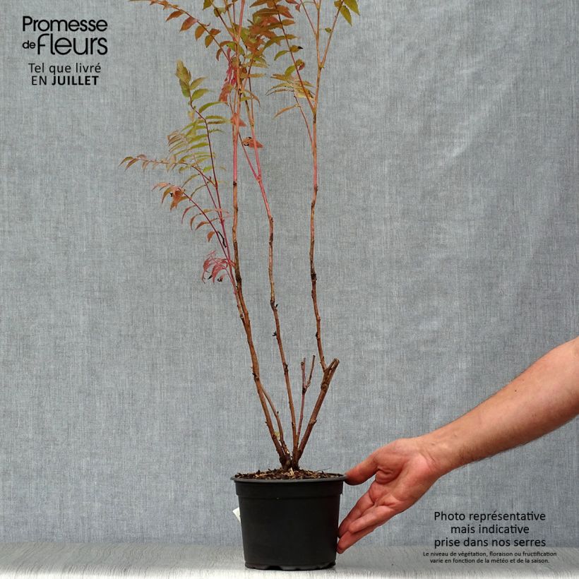 Exemplar von Sibirische Fiederspiere - Sorbaria sorbifolia Topf mit 2L/3L wie im Sommer geliefert
