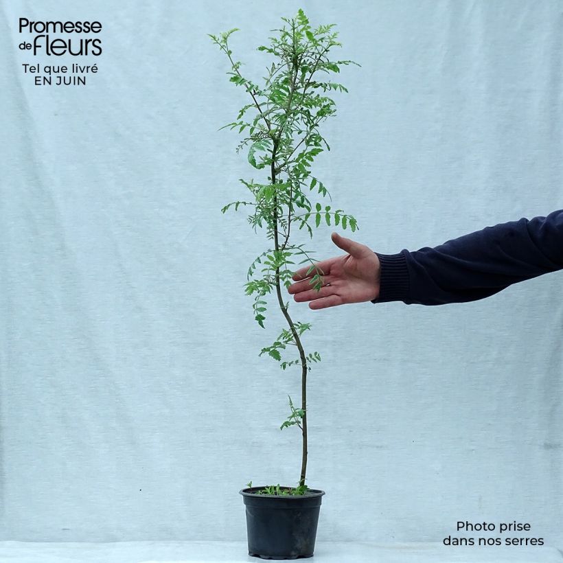 Exemplar von Vogelbeere - Sorbus aucuparia Topf mit 2L/3L wie im Sommer geliefert