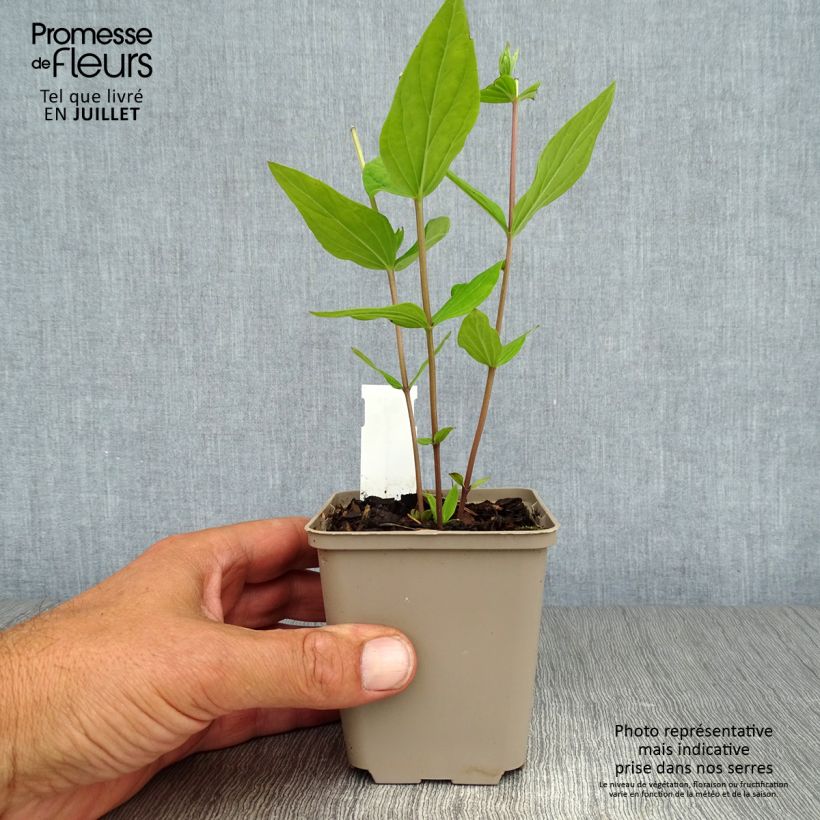 Exemplar von Spigelia marilandica Spigelia marilandica Kleine Töpfe von 8/9 cm wie im Sommer geliefert