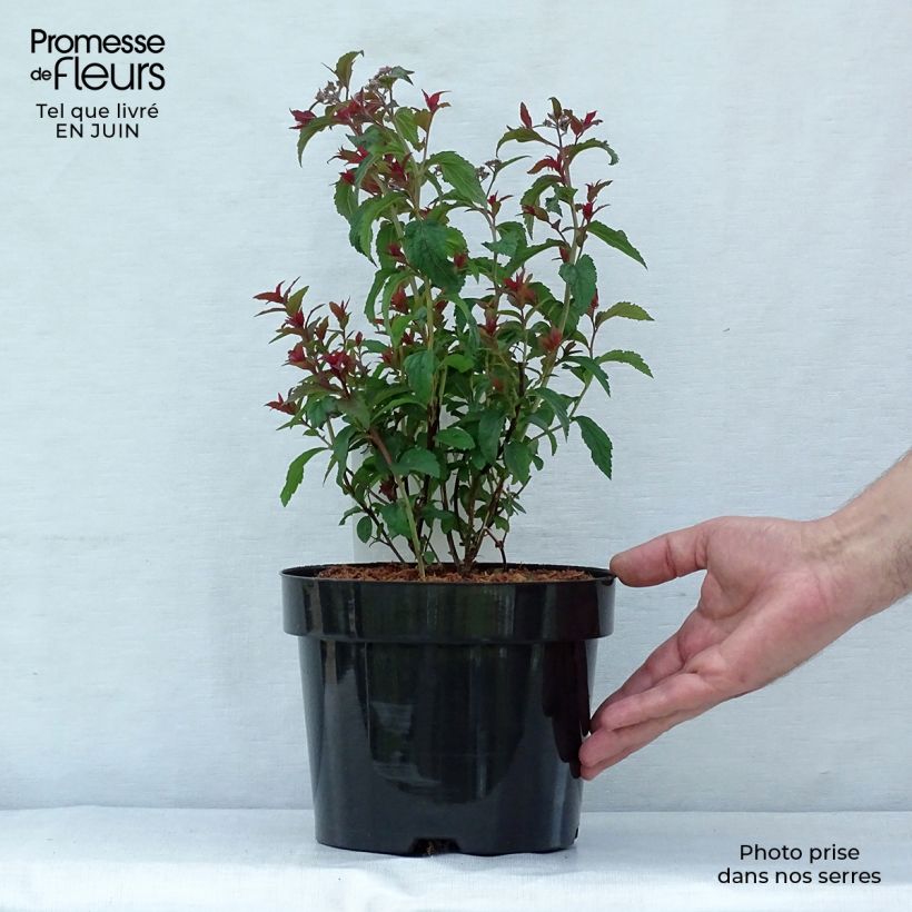 Exemplar von Rote Sommerspiere Superstar - Spiraea bumalda Topf mit 3L/4L wie im Sommer geliefert