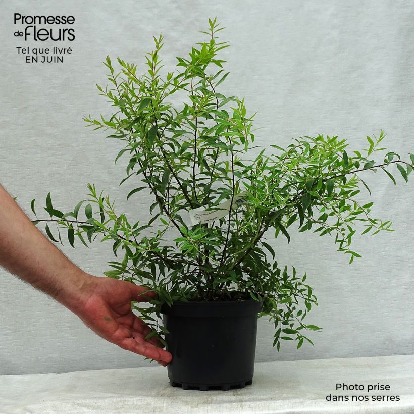 Exemplar von Weiße Rispenspiere Grefsheim - Spiraea cinerea Topf mit 3L/4L wie im Sommer geliefert
