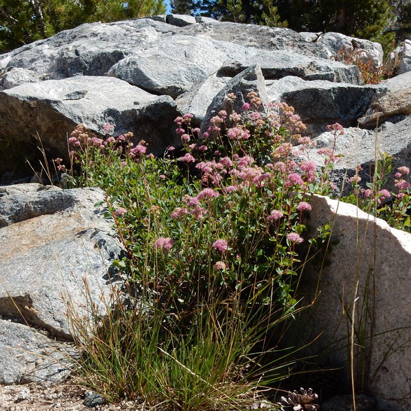 Dichtblütiger Spierstrauch - Spiraea densiflora (Hafen)