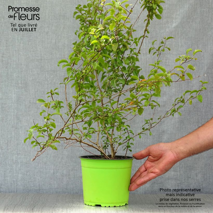 Exemplar von Pflaumenblättriger Spierstrauch Plena - Spiraea prunifolia Topf mit 2L/3L wie im Sommer geliefert