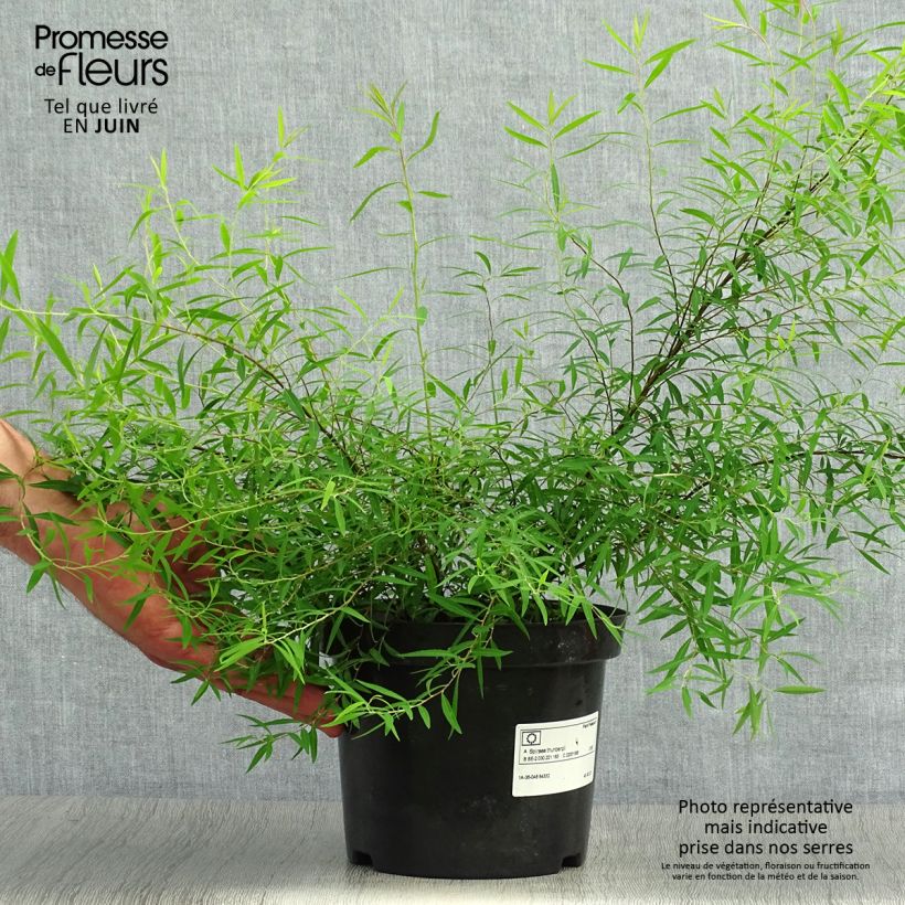 Exemplar von Frühlingsspiere - Spiraea thunbergii Topf mit 3L/4L wie im Sommer geliefert