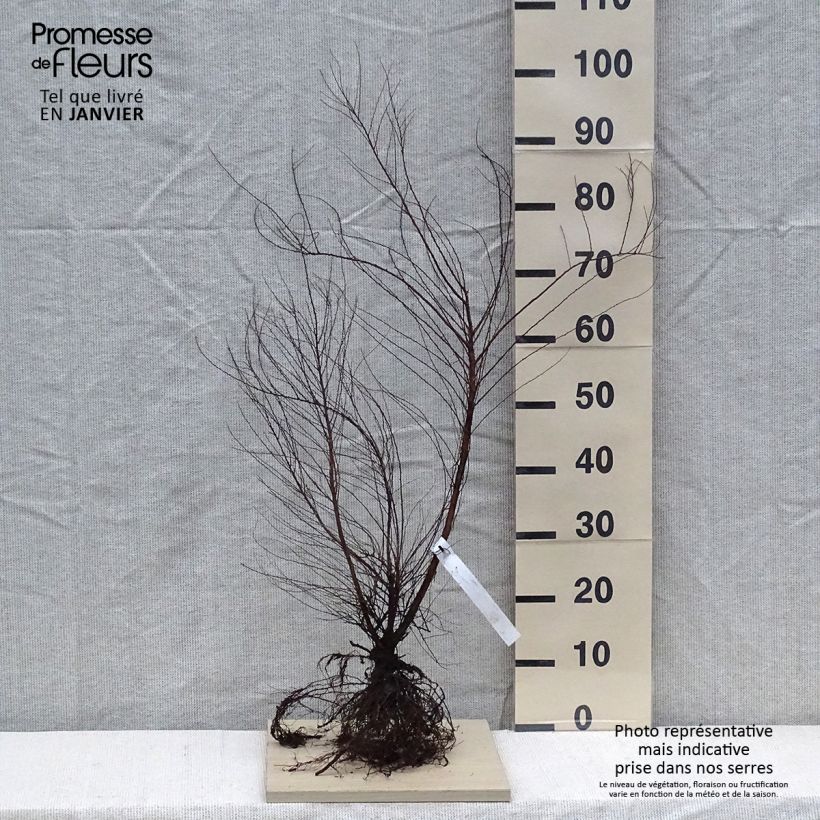 Exemplar von Frühlingsspiere - Spiraea thunbergii Wurzelnackt wie im Winter geliefert