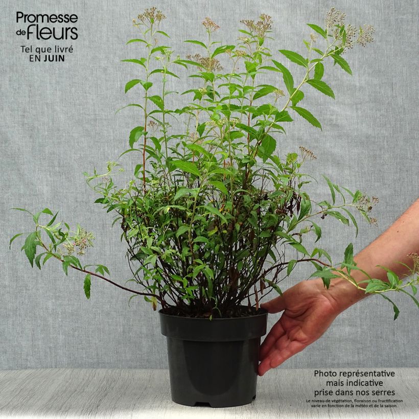 Exemplar von Rote Sommerspiere Anthony Waterer - Spiraea japonica Topf mit 3L/4L wie im Sommer geliefert