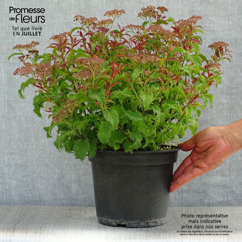 Exemplar von Sommerspiere Crispa - Spiraea japonica Topf mit 3L/4L wie im Sommer geliefert
