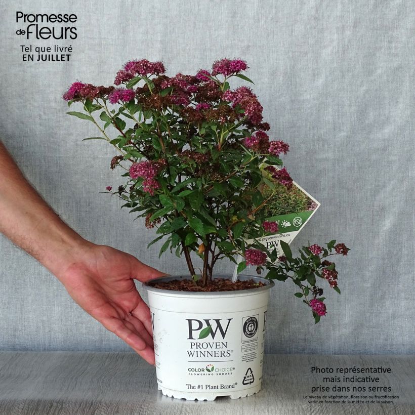 Exemplar von Sommerspiere Double Play Artist - Spiraea japonica Topf mit 2L/3L wie im Sommer geliefert