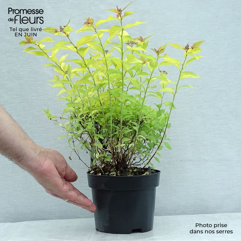 Exemplar von Sommerspiere Golden Princess - Spiraea japonica Topf mit 2L/3L wie im Sommer geliefert