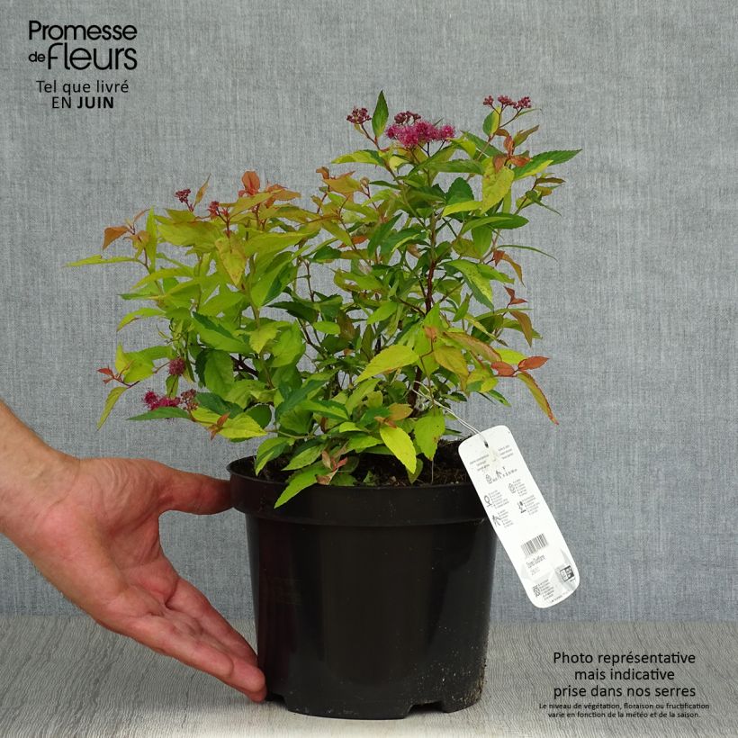 Exemplar von Sommerspiere Goldflame - Spiraea japonica Topf mit 2L/3L wie im Sommer geliefert