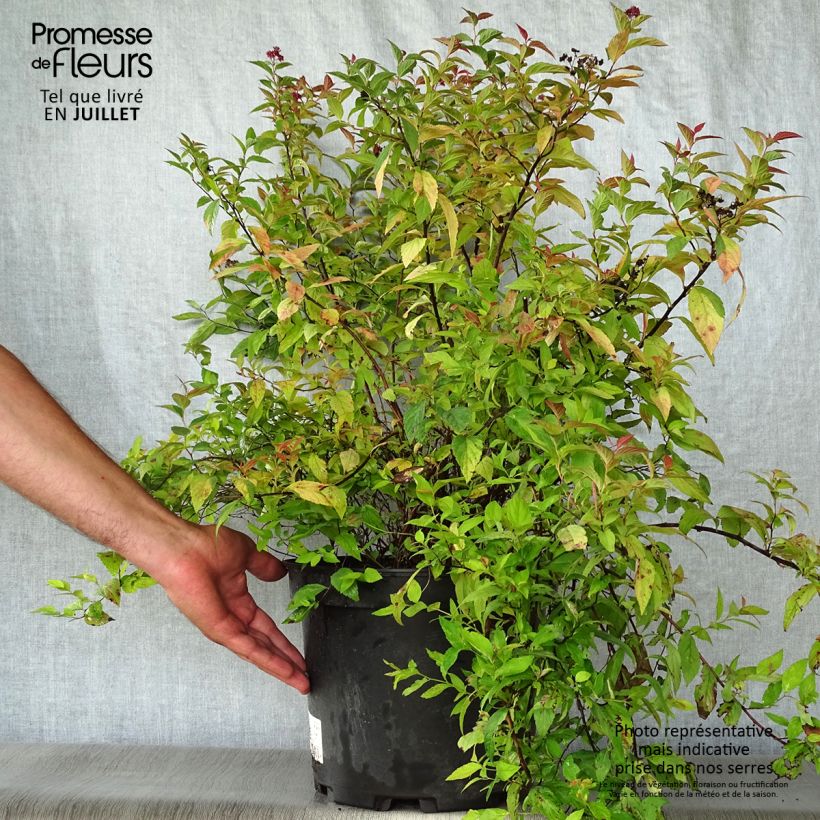 Exemplar von Sommerspiere Goldflame - Spiraea japonica Topf mit 7,5L/10L wie im Sommer geliefert